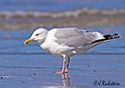 Larus argentatus